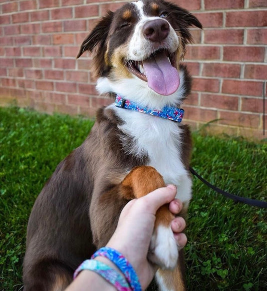 Matching Dog Collar and Bracelet Set