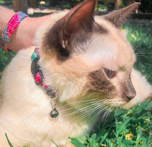 Matching Cat Collar And Bracelet Set