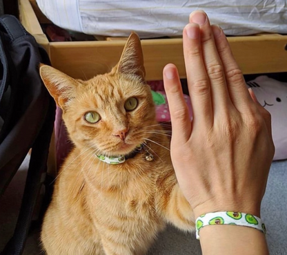 Matching Cat Collar And Bracelet Set